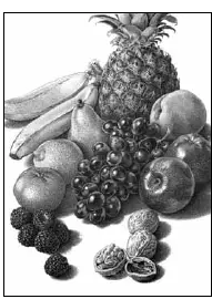 RONCO Food Dehydrator 8