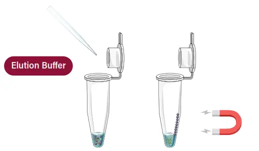 GALENVS SD0050-12 Soil DNA Extraction Kit - FIG6
