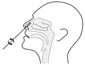 ACON SARS CoV 2 Antigen Rapid Test Package Insert - How to collect an anterior nasal swab sample 2