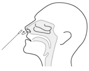 ACON SARS CoV 2 Antigen Rapid Test Package Insert - How to collect an anterior nasal swab sample 3