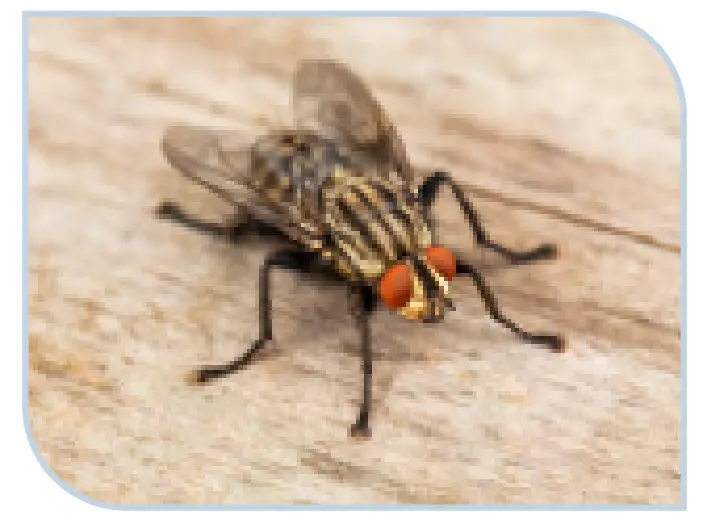 House Flies