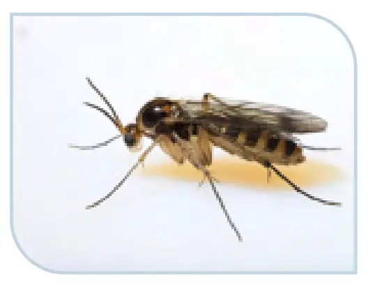 Gnats