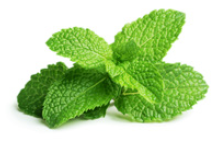 Mint