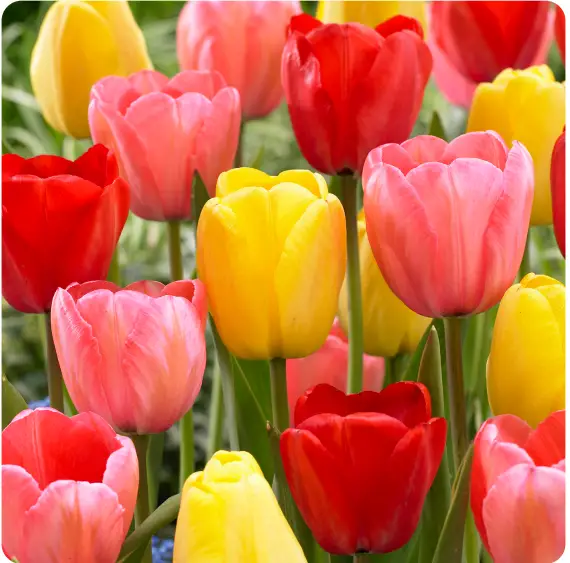 GSB ECF-25-25 Tulip Darwin Hybrid Mixed