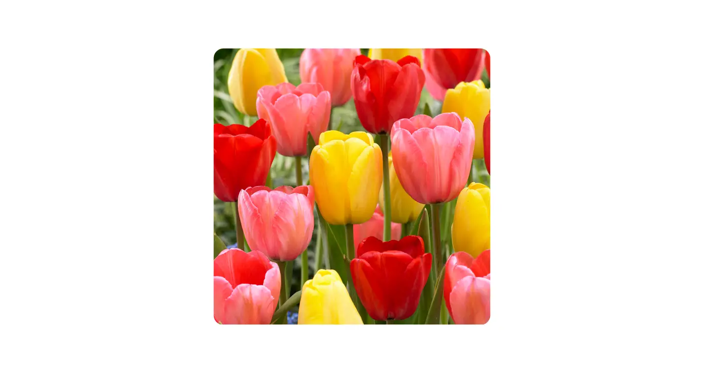 Gsb Ecf-25-25 Tulip Darwin Hybrid Mixed User Manual