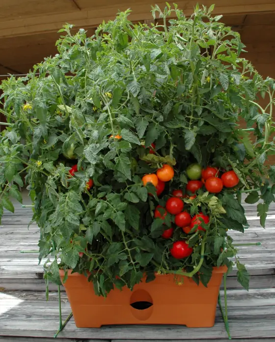 Garden-patch-GROWBOX-POTTING-S