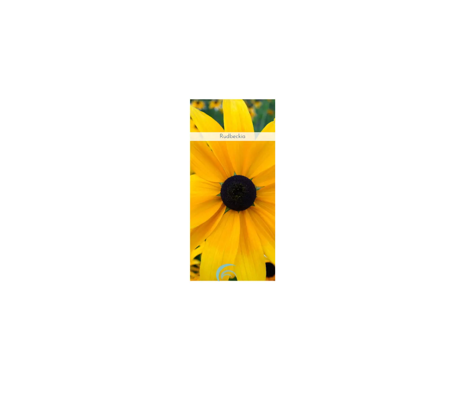 Cottagefarms Rudbeckia Instruction Manual Cottagefarms Rudbeckia Instruction Manual