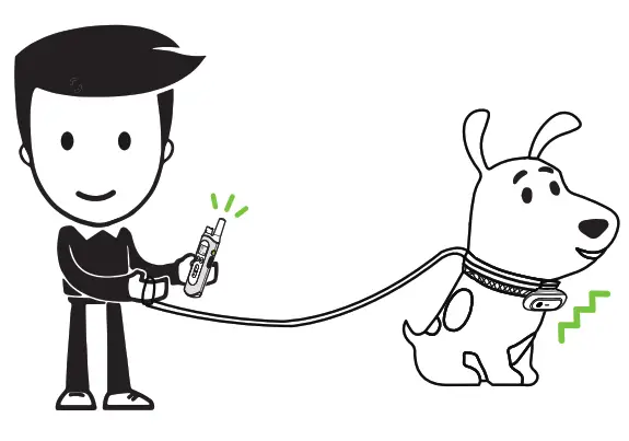 NVK Dog Training Colla- 25