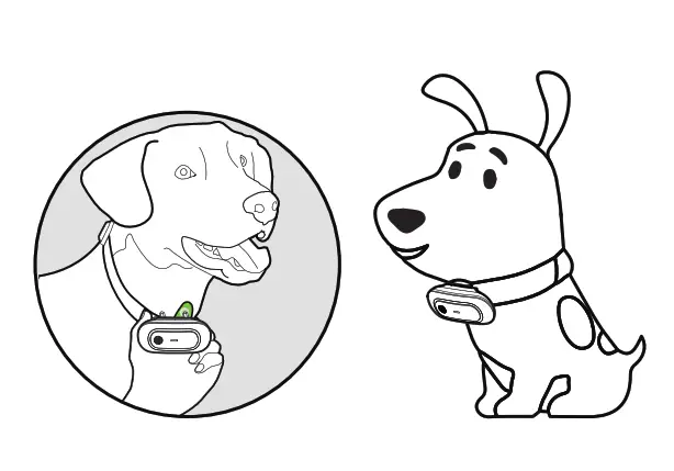 NVK Dog Training Colla- 8