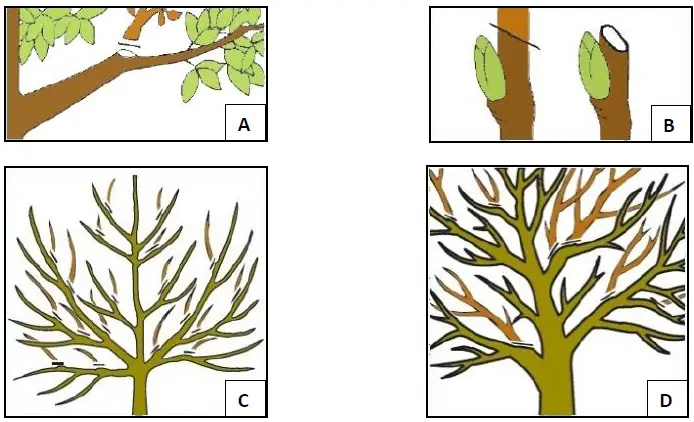westfalia-863919-Teleskopic-Lopper-FIG-2