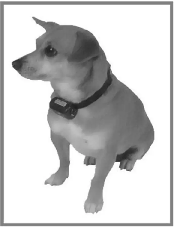 D T Systems BARK BOSS No Bark Training Collar 03