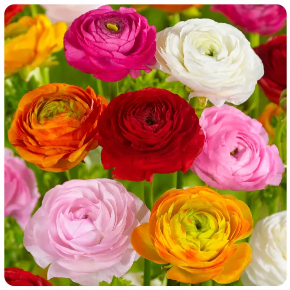 GSB ECF-16-50 Ranunculus Mixed
