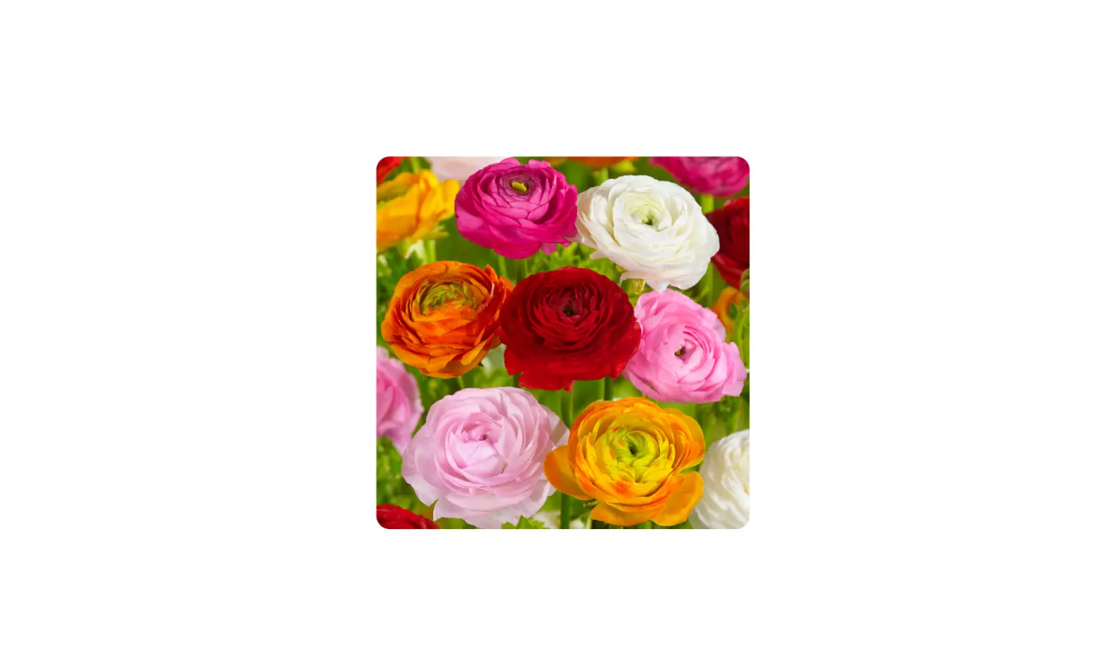 Gsb Ecf-16-50 Ranunculus Mixed User Manual