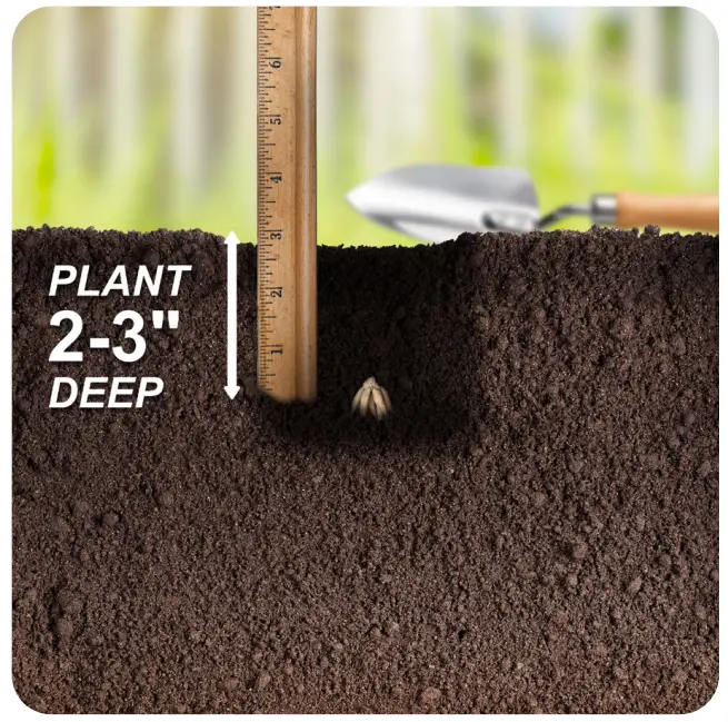 Bulb Planting Instructions 