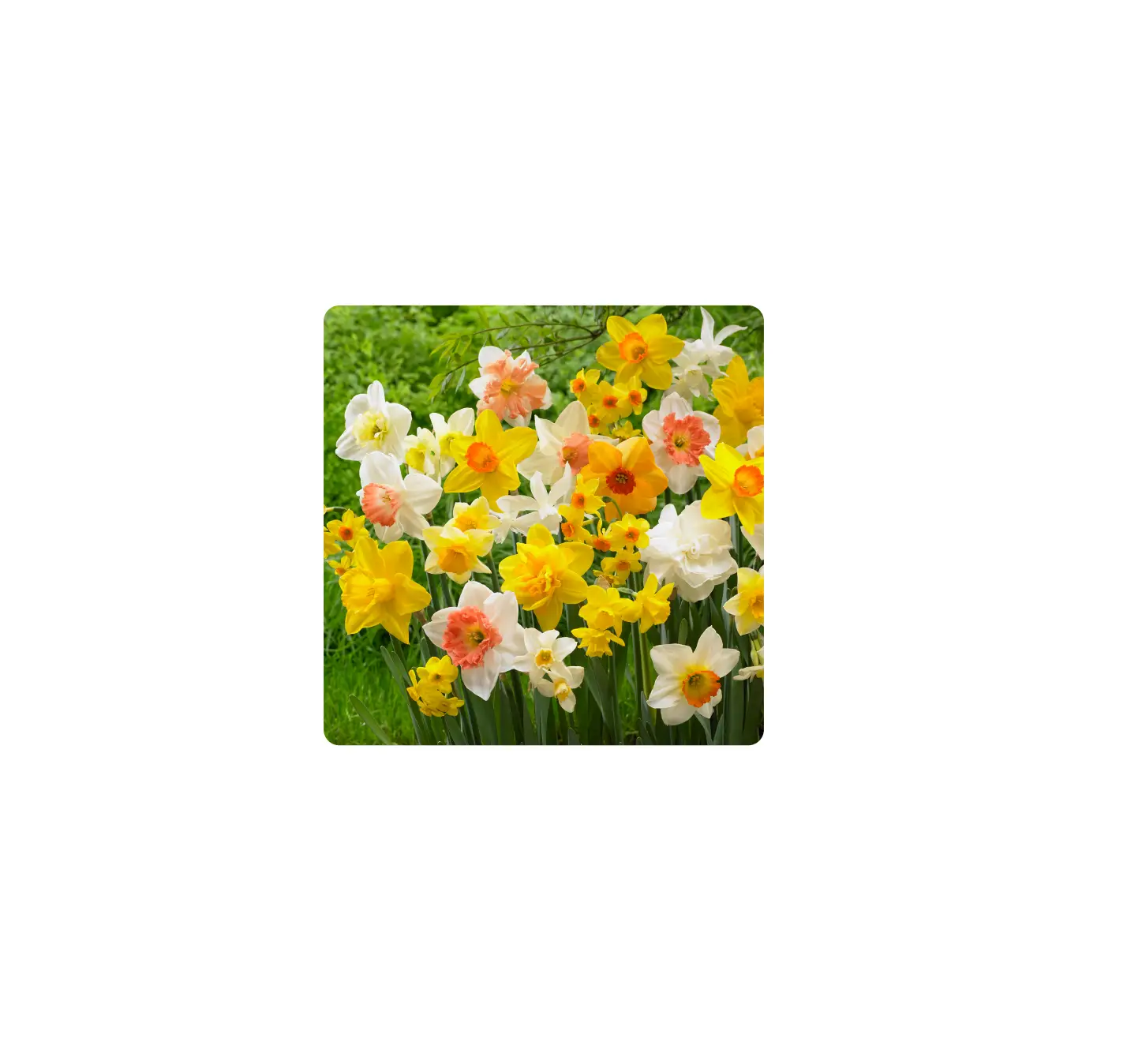 Gsb Ecf-07-25 Daffodil All-in-one Mixed User Manual