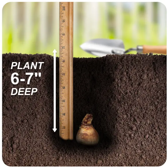 Bulb Planting Instructions