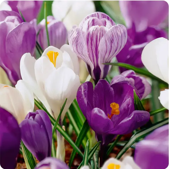 Gsb Ecf-11-100 Crocus Blue Moon Mixed User Manual