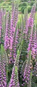 CottageFarms Veronica - Cover