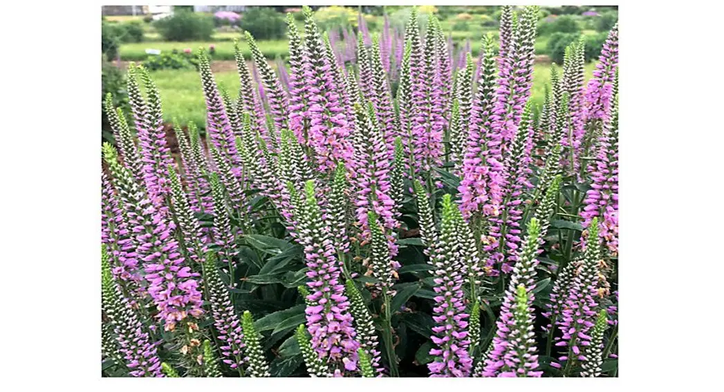 Cottagefarms Veronica Instructions