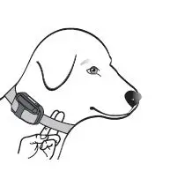 E-Collar 1000 Series Wired E-Fence System 06