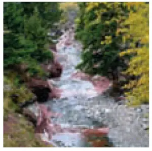 a blurry photo of a tree