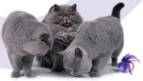 PETTADORE Nutri Turn Automatic Feeder -