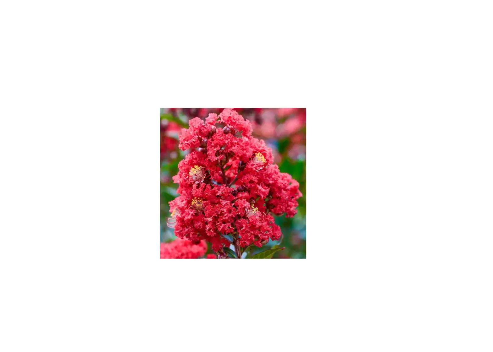 Enduring Pp25476 Red Crape Myrtle Instructions