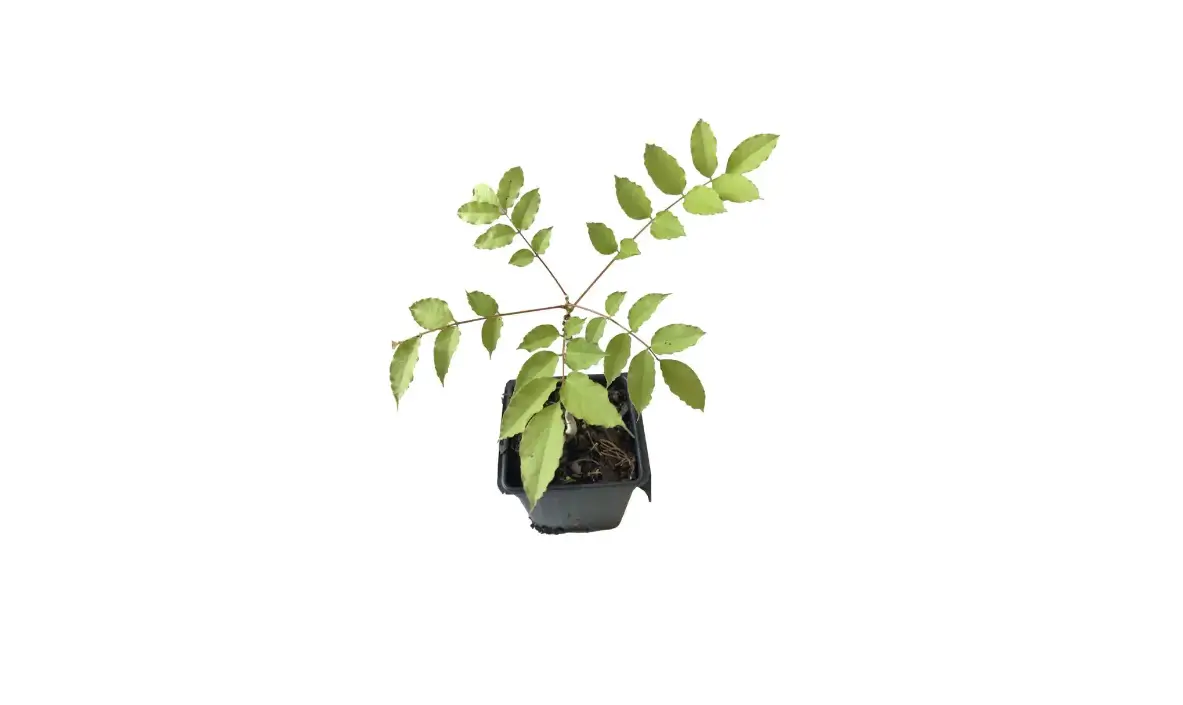 Homedepot 68153615 Wisteria Amathyst Falls 3 Total Plants In 3 Separate 4 Inch Pot User Guide