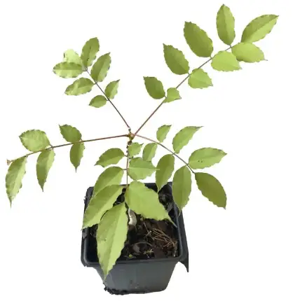 HOMEDEPOT-68153615-Wisteria-Amathyst-Falls-3-Total-Plants-in-3 -Separate-4-Inch-Pot-PRODUCT