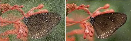 Microsemi-UG0643-Image-De-Noising-Filter-PRODUCT