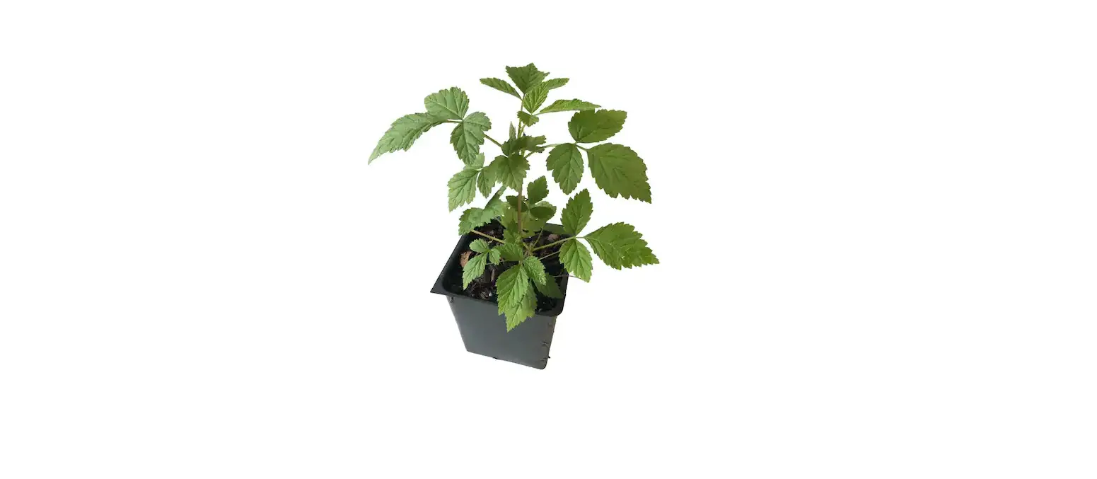 Homedepot 69145654 Caroline Raspberry 3 Total Plants In 3 Separate 4 Inch Pot User Guide