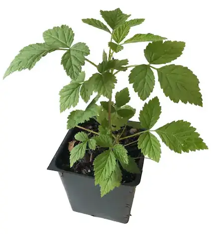 HOMEDEPOT 69145654 Caroline Raspberry 3 Total Plants in 3 Separate 4 Inch Pot fig (2)