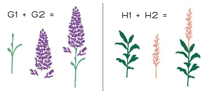 Honey-Bee-STAMPS-Gradient-Stamping-with-Bold-Botanicals-FIG-4