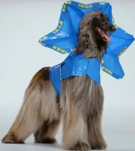 IKEA Hund Couture Frillneck