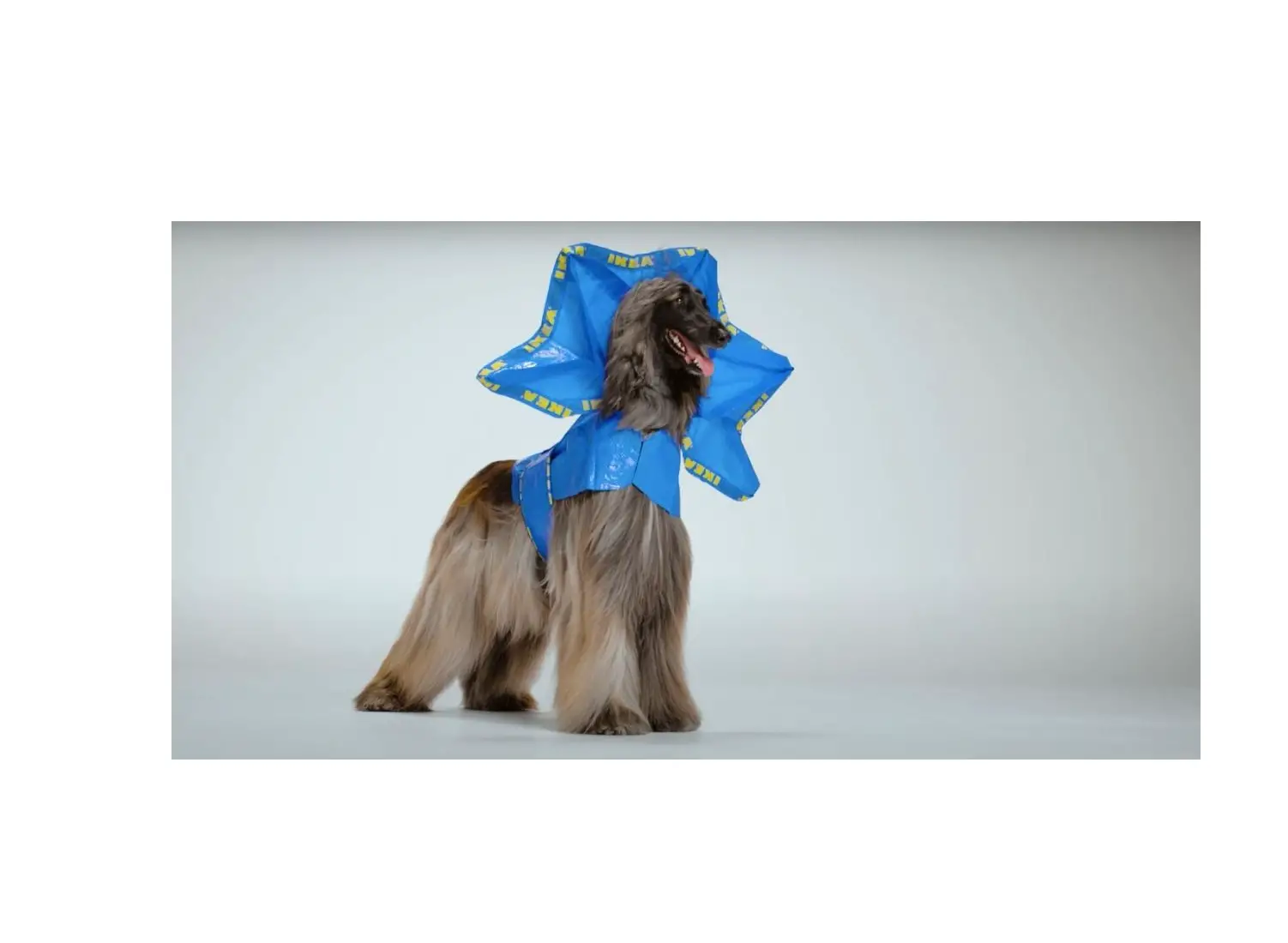 Ikea Hund Couture Frillneck Instructions