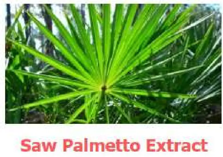 REGENSIFY DHT Blocking Shampoo fig 11