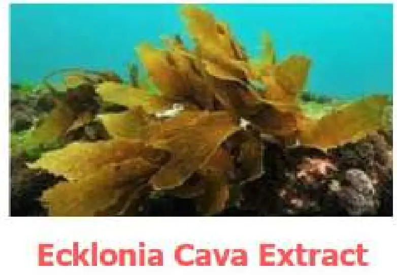 REGENSIFY DHT Blocking Shampoo fig 12