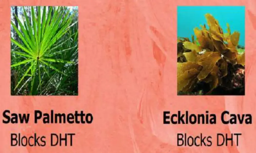 REGENSIFY DHT Blocking Shampoo fig 21