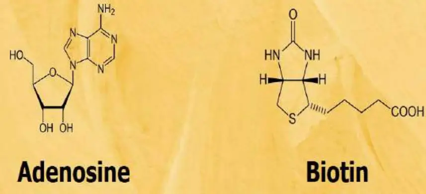 REGENSIFY DHT Blocking Shampoo fig 23
