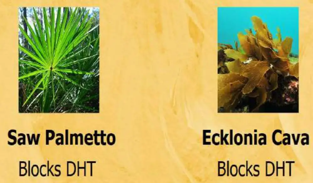 REGENSIFY DHT Blocking Shampoo fig 25