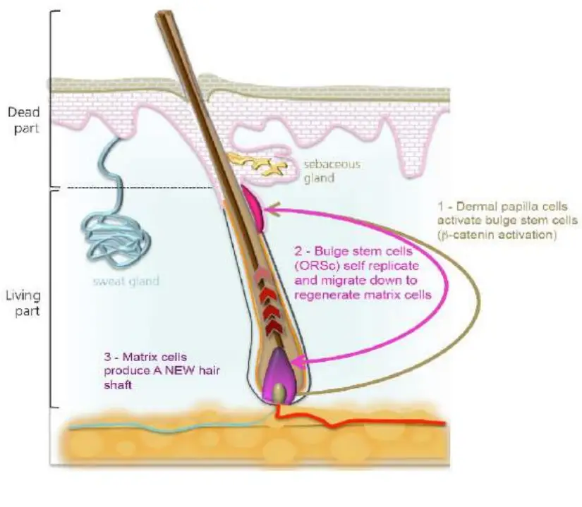 REGENSIFY DHT Blocking Shampoo fig 4