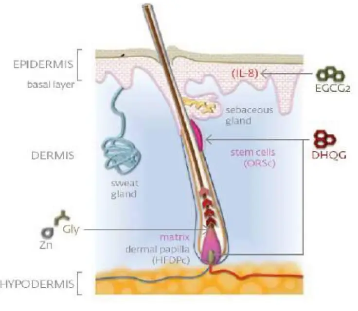 REGENSIFY DHT Blocking Shampoo fig 5
