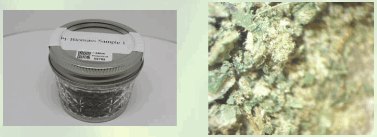 PROSPECT FARMS Balance Tincture - fig