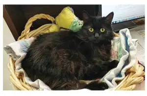 MiDNiTE SOLAR MNLSOB R1 600 Rapid Shutdown Shut Off Box Receiver - Blinking