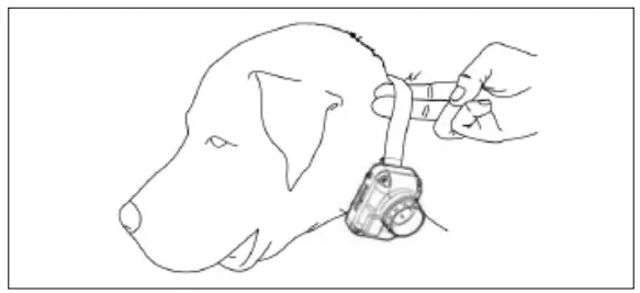 dogtra Stb Beeper Collar Owner's Improper Fit