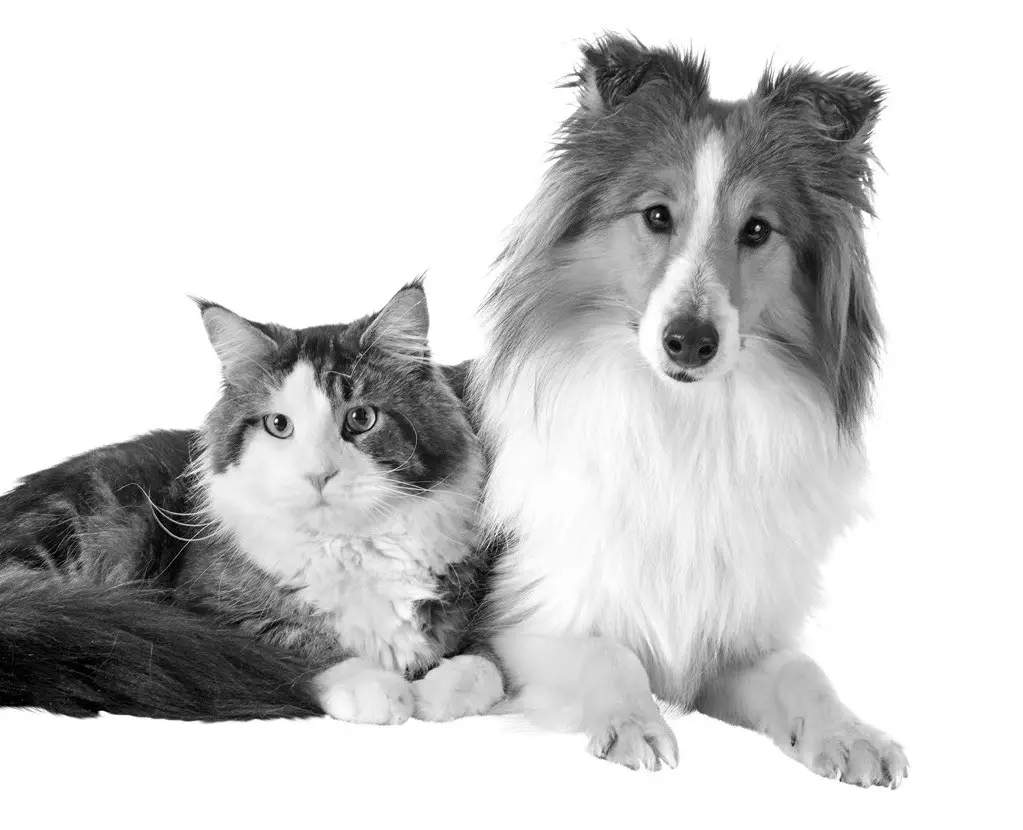 zoofari ZTPS 6 D1 Pet Grooming Set