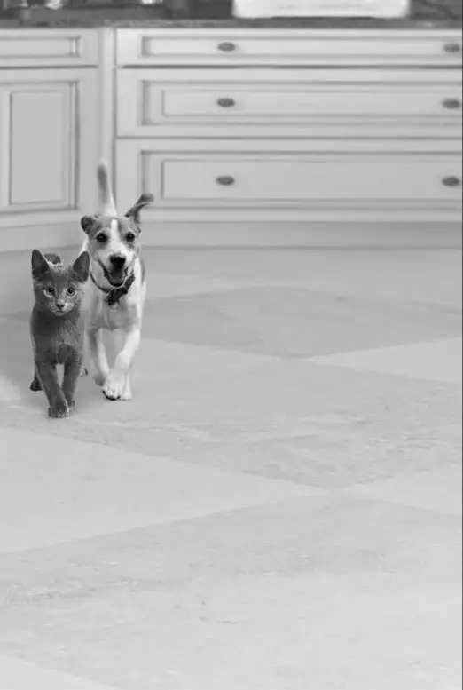 TRIXIE TX8 Automatic Feed Dispenser for Feeding Dogs