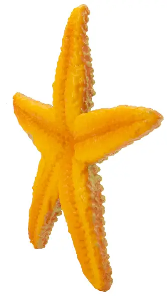 Zoinks-Starfish-Lagoon-Playset-product