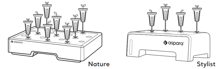 HOW TO TRANSFER SEEDLINGS