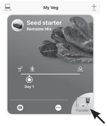 HOW TO TRANSFER SEEDLINGS